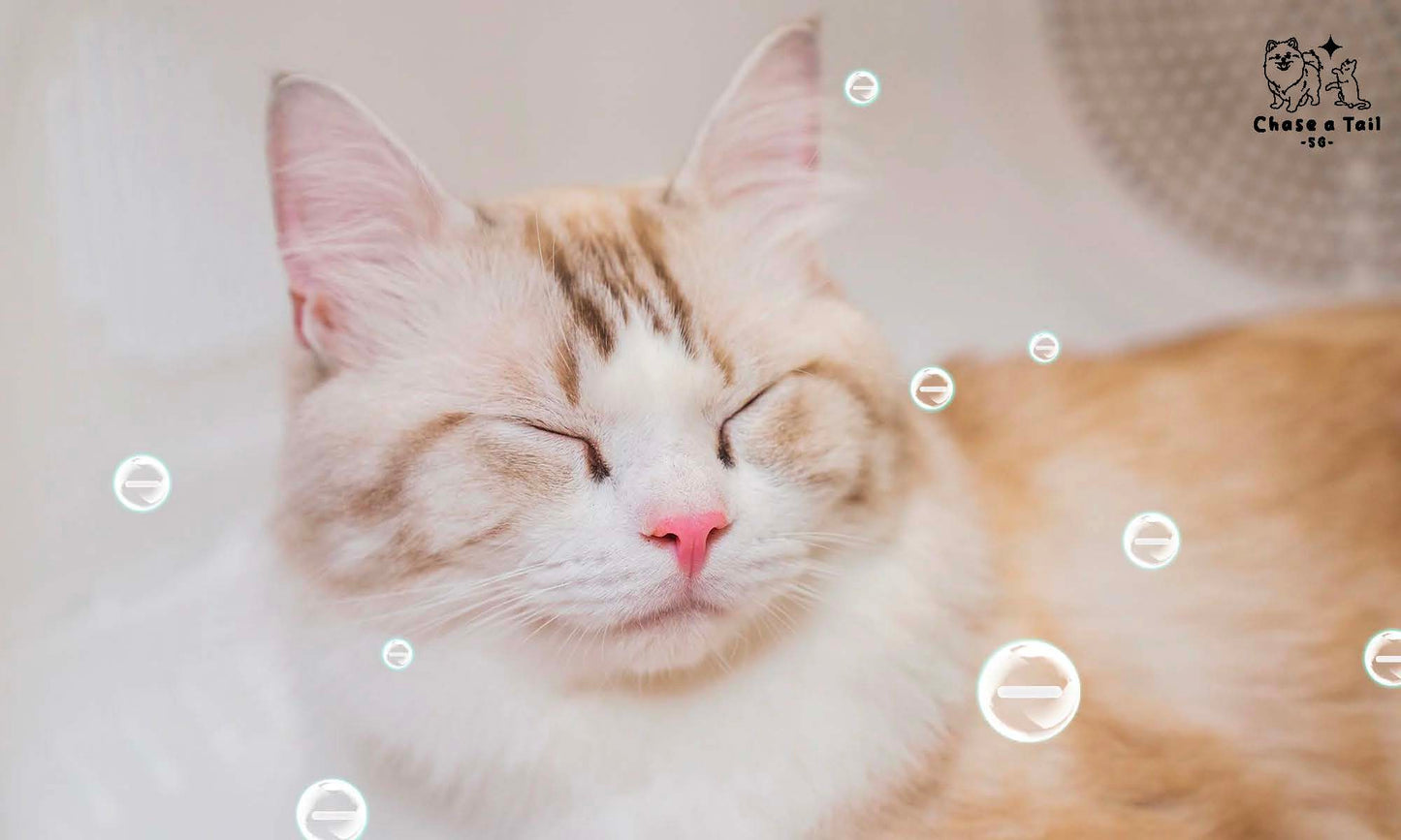 PET KIT Airsalon Max Pro Cats & Dogs' Dryer